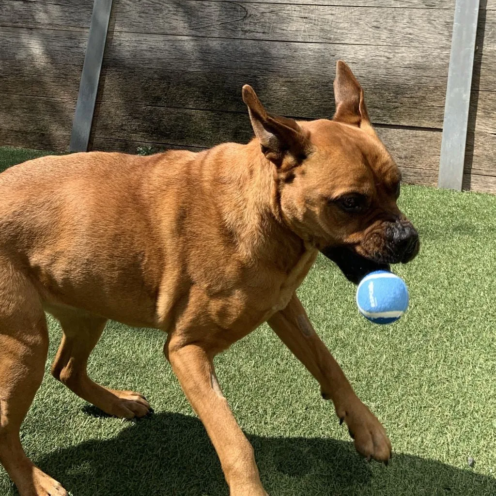 RSPCA Tennis Ball Blue 3 Pack