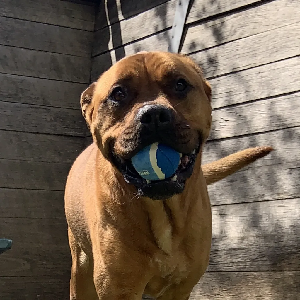 RSPCA Tennis Ball Blue